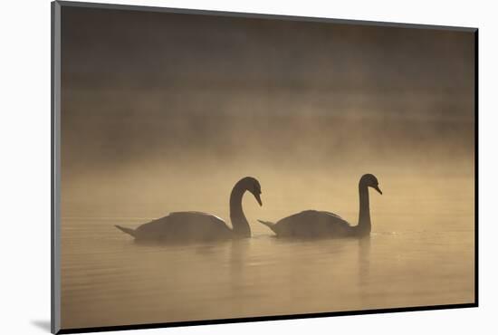 Mute Swans (Cygnus Olor) in Mist at Dawn, Loch Insh, Cairngorms Np, Highlands, Scotland, December-Peter Cairns-Mounted Photographic Print