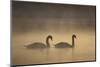 Mute Swans (Cygnus Olor) in Mist at Dawn, Loch Insh, Cairngorms Np, Highlands, Scotland, December-Peter Cairns-Mounted Photographic Print