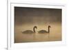 Mute Swans (Cygnus Olor) in Mist at Dawn, Loch Insh, Cairngorms Np, Highlands, Scotland, December-Peter Cairns-Framed Photographic Print