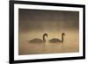 Mute Swans (Cygnus Olor) in Mist at Dawn, Loch Insh, Cairngorms Np, Highlands, Scotland, December-Peter Cairns-Framed Photographic Print