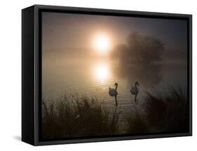 Mute Swans, Cygnus Olor, on a Misty Pond in Richmond Park at Sunrise-Alex Saberi-Framed Stretched Canvas