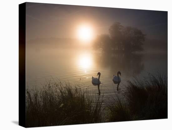 Mute Swans, Cygnus Olor, on a Misty Pond in Richmond Park at Sunrise-Alex Saberi-Stretched Canvas