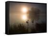 Mute Swans, Cygnus Olor, on a Misty Pond in Richmond Park at Sunrise-Alex Saberi-Framed Stretched Canvas