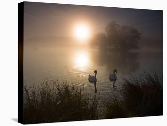 Mute Swans, Cygnus Olor, on a Misty Pond in Richmond Park at Sunrise-Alex Saberi-Stretched Canvas