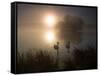 Mute Swans, Cygnus Olor, on a Misty Pond in Richmond Park at Sunrise-Alex Saberi-Framed Stretched Canvas