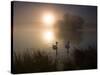 Mute Swans, Cygnus Olor, on a Misty Pond in Richmond Park at Sunrise-Alex Saberi-Stretched Canvas