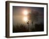 Mute Swans, Cygnus Olor, on a Misty Pond in Richmond Park at Sunrise-Alex Saberi-Framed Photographic Print