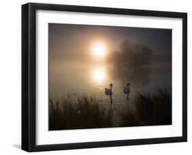 Mute Swans, Cygnus Olor, on a Misty Pond in Richmond Park at Sunrise-Alex Saberi-Framed Photographic Print