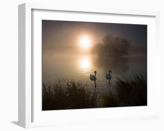 Mute Swans, Cygnus Olor, on a Misty Pond in Richmond Park at Sunrise-Alex Saberi-Framed Photographic Print