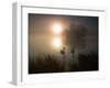 Mute Swans, Cygnus Olor, on a Misty Pond in Richmond Park at Sunrise-Alex Saberi-Framed Photographic Print