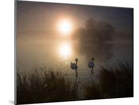 Mute Swans, Cygnus Olor, on a Misty Pond in Richmond Park at Sunrise-Alex Saberi-Mounted Photographic Print