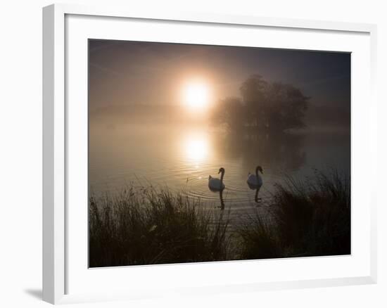 Mute Swans, Cygnus Olor, on a Misty Pond in Richmond Park at Sunrise-Alex Saberi-Framed Photographic Print