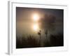 Mute Swans, Cygnus Olor, on a Misty Pond in Richmond Park at Sunrise-Alex Saberi-Framed Photographic Print