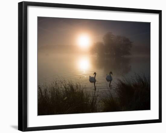 Mute Swans, Cygnus Olor, on a Misty Pond in Richmond Park at Sunrise-Alex Saberi-Framed Photographic Print