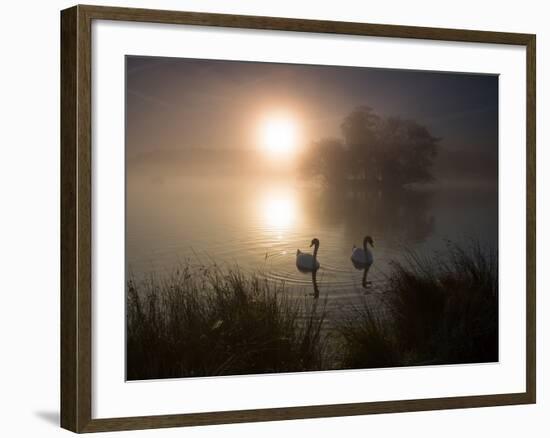 Mute Swans, Cygnus Olor, on a Misty Pond in Richmond Park at Sunrise-Alex Saberi-Framed Photographic Print