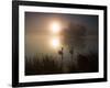 Mute Swans, Cygnus Olor, on a Misty Pond in Richmond Park at Sunrise-Alex Saberi-Framed Photographic Print