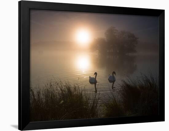 Mute Swans, Cygnus Olor, on a Misty Pond in Richmond Park at Sunrise-Alex Saberi-Framed Photographic Print