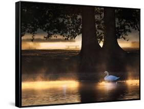 Mute Swans, Cygnus Olor, Swim in the Golden Morning Mist-Alex Saberi-Framed Stretched Canvas