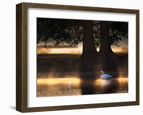 Mute Swans, Cygnus Olor, Swim in the Golden Morning Mist-Alex Saberi-Framed Photographic Print