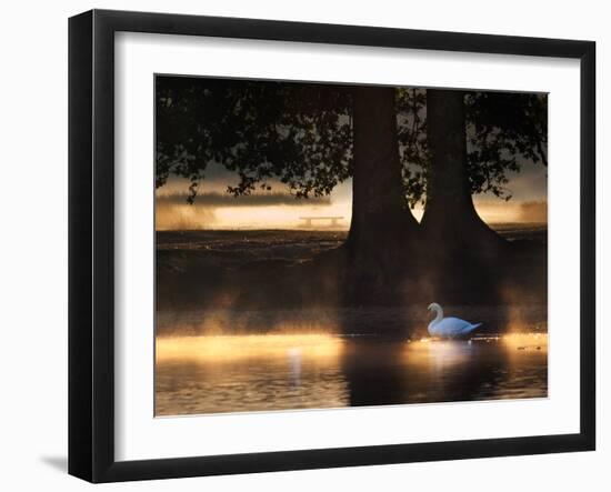 Mute Swans, Cygnus Olor, Swim in the Golden Morning Mist-Alex Saberi-Framed Photographic Print