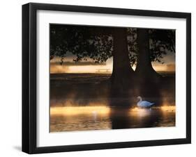 Mute Swans, Cygnus Olor, Swim in the Golden Morning Mist-Alex Saberi-Framed Photographic Print