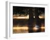 Mute Swans, Cygnus Olor, Swim in the Golden Morning Mist-Alex Saberi-Framed Photographic Print