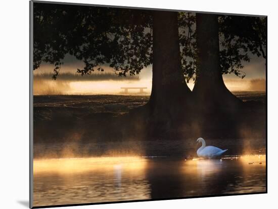 Mute Swans, Cygnus Olor, Swim in the Golden Morning Mist-Alex Saberi-Mounted Photographic Print