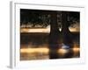 Mute Swans, Cygnus Olor, Swim in the Golden Morning Mist-Alex Saberi-Framed Photographic Print