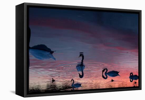 Mute Swans, Cygnus Olor, Swim on Pen Ponds at Sunset in Richmond Park-Alex Saberi-Framed Stretched Canvas