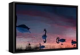 Mute Swans, Cygnus Olor, Swim on Pen Ponds at Sunset in Richmond Park-Alex Saberi-Framed Stretched Canvas