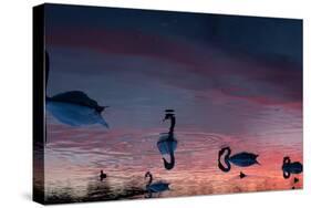 Mute Swans, Cygnus Olor, Swim on Pen Ponds at Sunset in Richmond Park-Alex Saberi-Stretched Canvas
