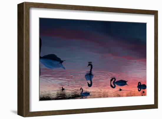 Mute Swans, Cygnus Olor, Swim on Pen Ponds at Sunset in Richmond Park-Alex Saberi-Framed Photographic Print