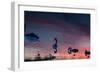 Mute Swans, Cygnus Olor, Swim on Pen Ponds at Sunset in Richmond Park-Alex Saberi-Framed Photographic Print