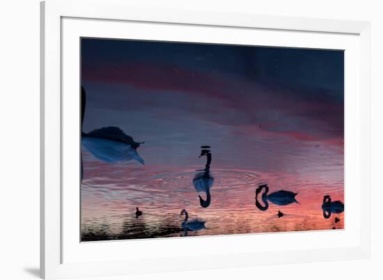 Mute Swans, Cygnus Olor, Swim on Pen Ponds at Sunset in Richmond Park-Alex Saberi-Framed Photographic Print