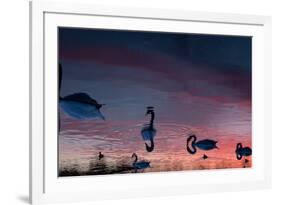 Mute Swans, Cygnus Olor, Swim on Pen Ponds at Sunset in Richmond Park-Alex Saberi-Framed Photographic Print