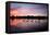 Mute Swans, Cygnus Olor, Swim on Pen Ponds at Sunset in Richmond Park-Alex Saberi-Framed Stretched Canvas