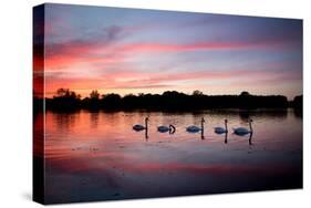 Mute Swans, Cygnus Olor, Swim on Pen Ponds at Sunset in Richmond Park-Alex Saberi-Stretched Canvas
