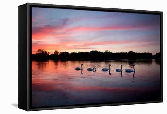 Mute Swans, Cygnus Olor, Swim on Pen Ponds at Sunset in Richmond Park-Alex Saberi-Framed Stretched Canvas