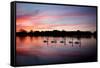 Mute Swans, Cygnus Olor, Swim on Pen Ponds at Sunset in Richmond Park-Alex Saberi-Framed Stretched Canvas