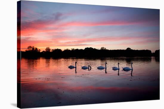 Mute Swans, Cygnus Olor, Swim on Pen Ponds at Sunset in Richmond Park-Alex Saberi-Stretched Canvas