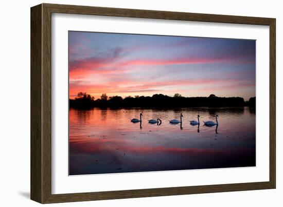 Mute Swans, Cygnus Olor, Swim on Pen Ponds at Sunset in Richmond Park-Alex Saberi-Framed Photographic Print