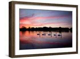 Mute Swans, Cygnus Olor, Swim on Pen Ponds at Sunset in Richmond Park-Alex Saberi-Framed Photographic Print