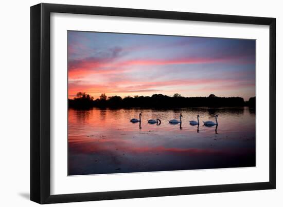 Mute Swans, Cygnus Olor, Swim on Pen Ponds at Sunset in Richmond Park-Alex Saberi-Framed Photographic Print