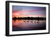 Mute Swans, Cygnus Olor, Swim on Pen Ponds at Sunset in Richmond Park-Alex Saberi-Framed Photographic Print