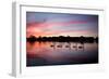 Mute Swans, Cygnus Olor, Swim on Pen Ponds at Sunset in Richmond Park-Alex Saberi-Framed Photographic Print