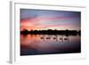 Mute Swans, Cygnus Olor, Swim on Pen Ponds at Sunset in Richmond Park-Alex Saberi-Framed Photographic Print