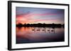 Mute Swans, Cygnus Olor, Swim on Pen Ponds at Sunset in Richmond Park-Alex Saberi-Framed Photographic Print