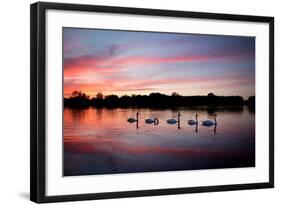 Mute Swans, Cygnus Olor, Swim on Pen Ponds at Sunset in Richmond Park-Alex Saberi-Framed Photographic Print