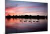 Mute Swans, Cygnus Olor, Swim on Pen Ponds at Sunset in Richmond Park-Alex Saberi-Mounted Photographic Print