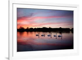 Mute Swans, Cygnus Olor, Swim on Pen Ponds at Sunset in Richmond Park-Alex Saberi-Framed Photographic Print